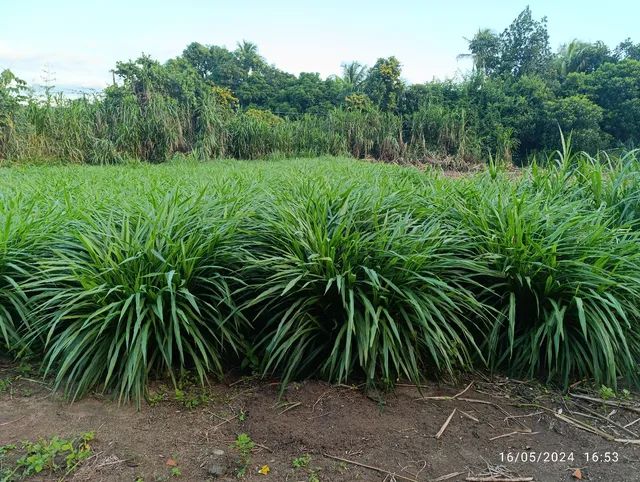 Mudas BRS Kurumin  - Foto 3