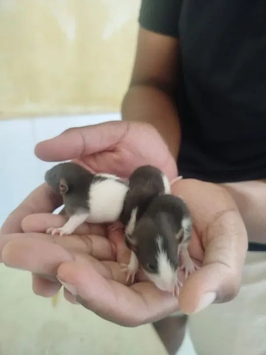 Filhotes de ratos  twisters pra pet - Foto 4