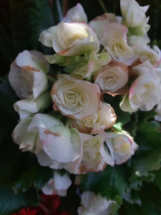 Planta comestível  - Foto 3