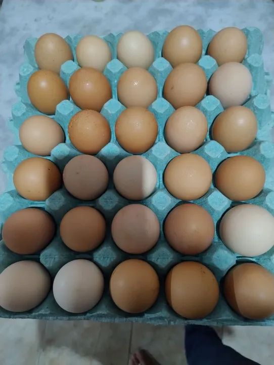 Ovos 100% orgânicos.