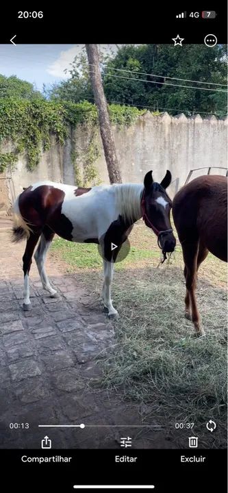 Potro Mangalarga Marchador