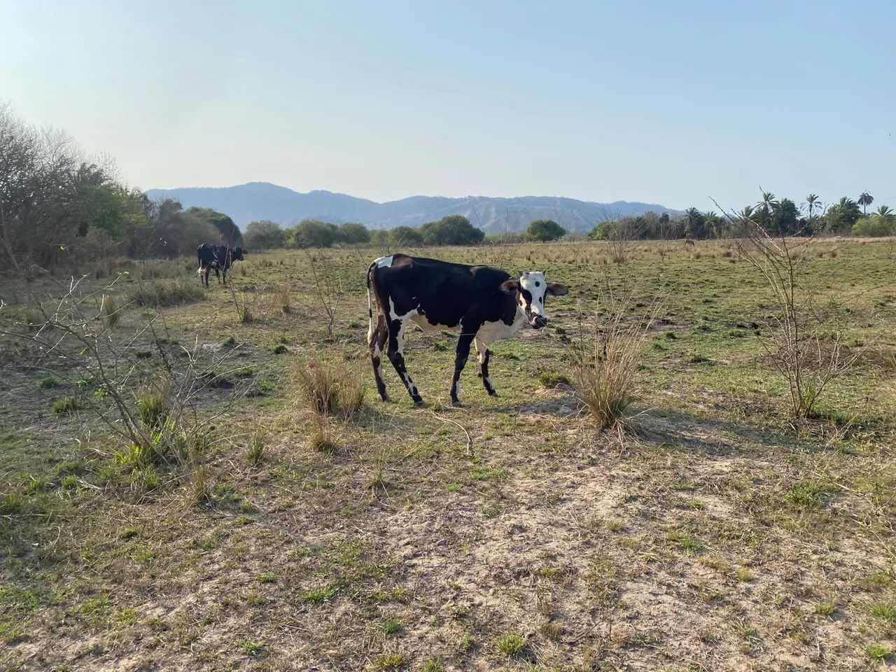 Garrote e novilha dê inseminação  - Foto 5