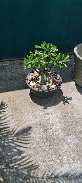 Vendo essas plantas muito bonitas cada uma tem um preço * - Foto 4