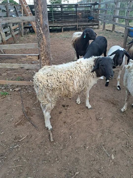 Venda de cordeiros  - Foto 2