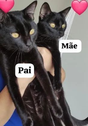 Doação de filhotes de gatinho - Lindos - Foto 2