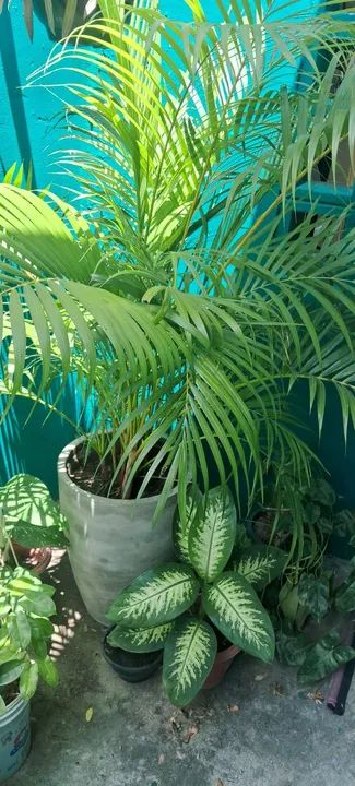 Vendo essas plantas muito bonitas cada uma tem um preço *