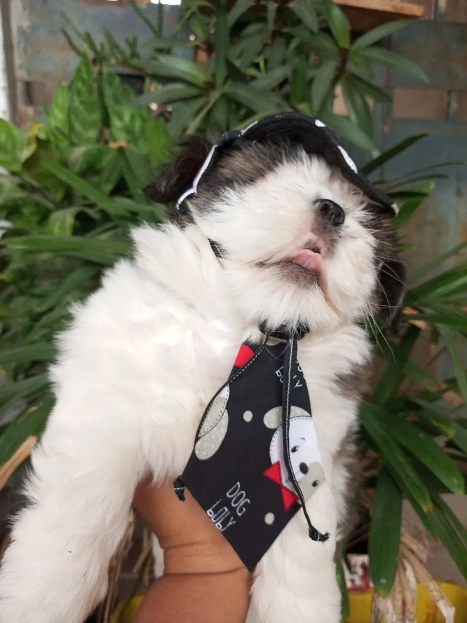 Último machinho de Shih-tzu