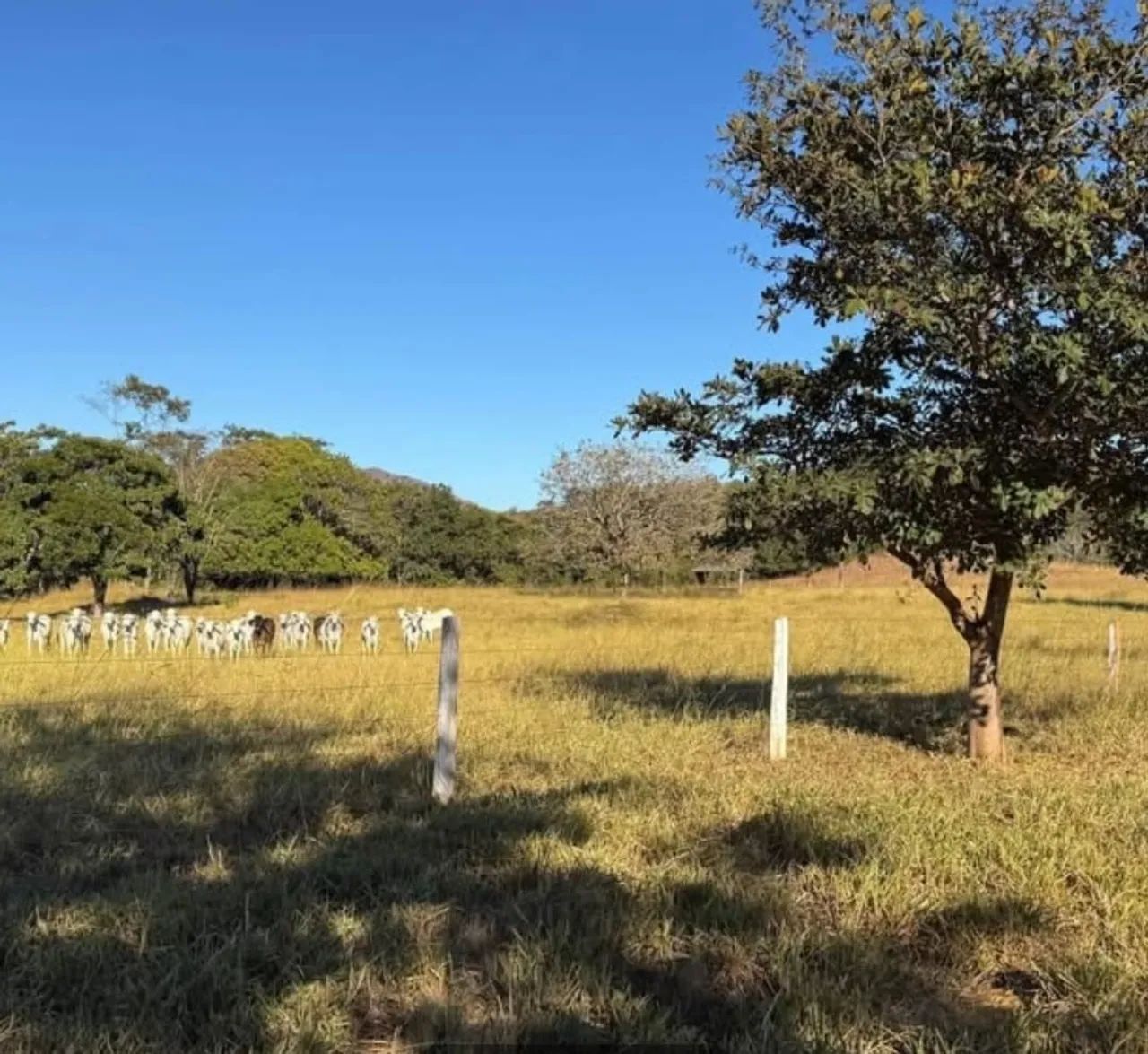 Fazenda de 51 alqueires  - Foto 2