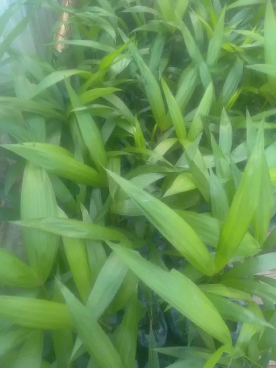 Mudas de açai chumbinho e brs  - Foto 2