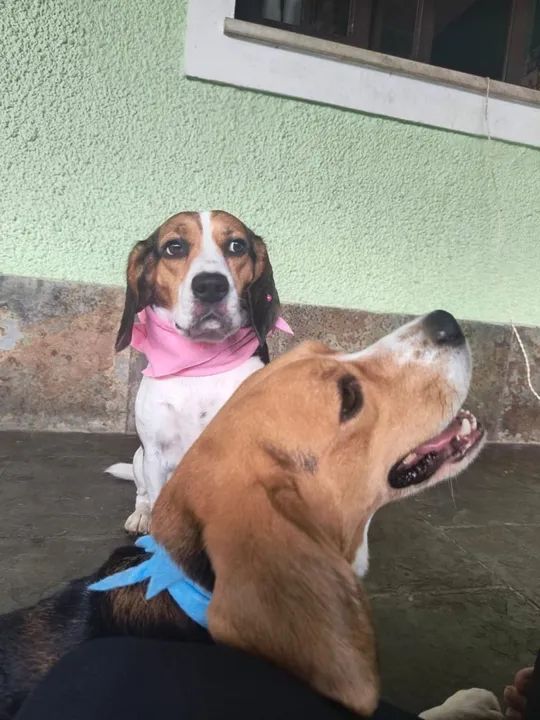 Beagle legítimo tricolor  - Foto 6