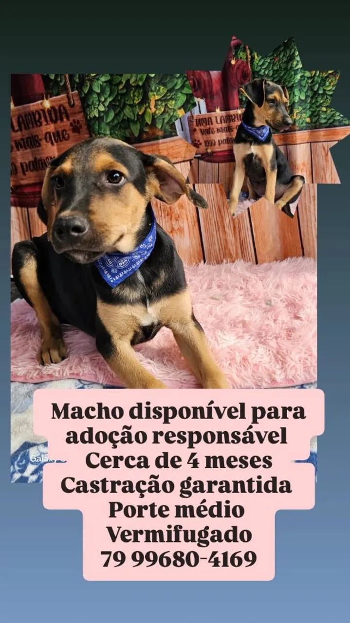 Fêmea e macho, disponível para adoção! - Foto 3