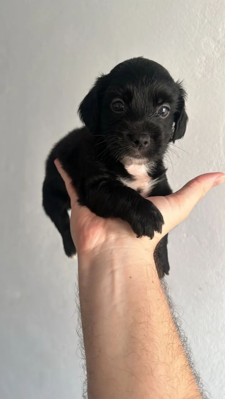 Filhotes de poodle (pais na última foto)