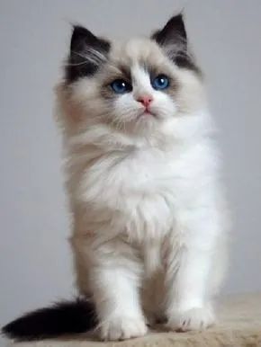  Ragdoll 60 dias 
