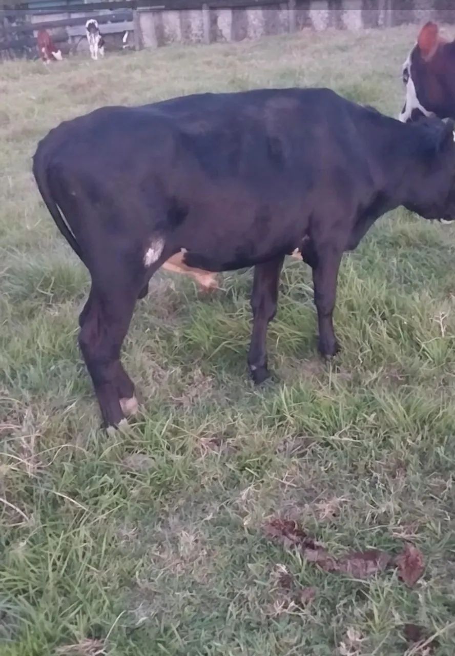 Terneiro inteiro  - Foto 2