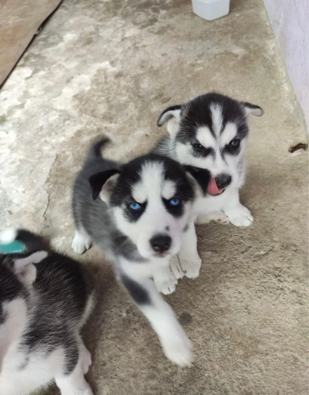 Husky siberiano beleza exótica e espírito aventureiro