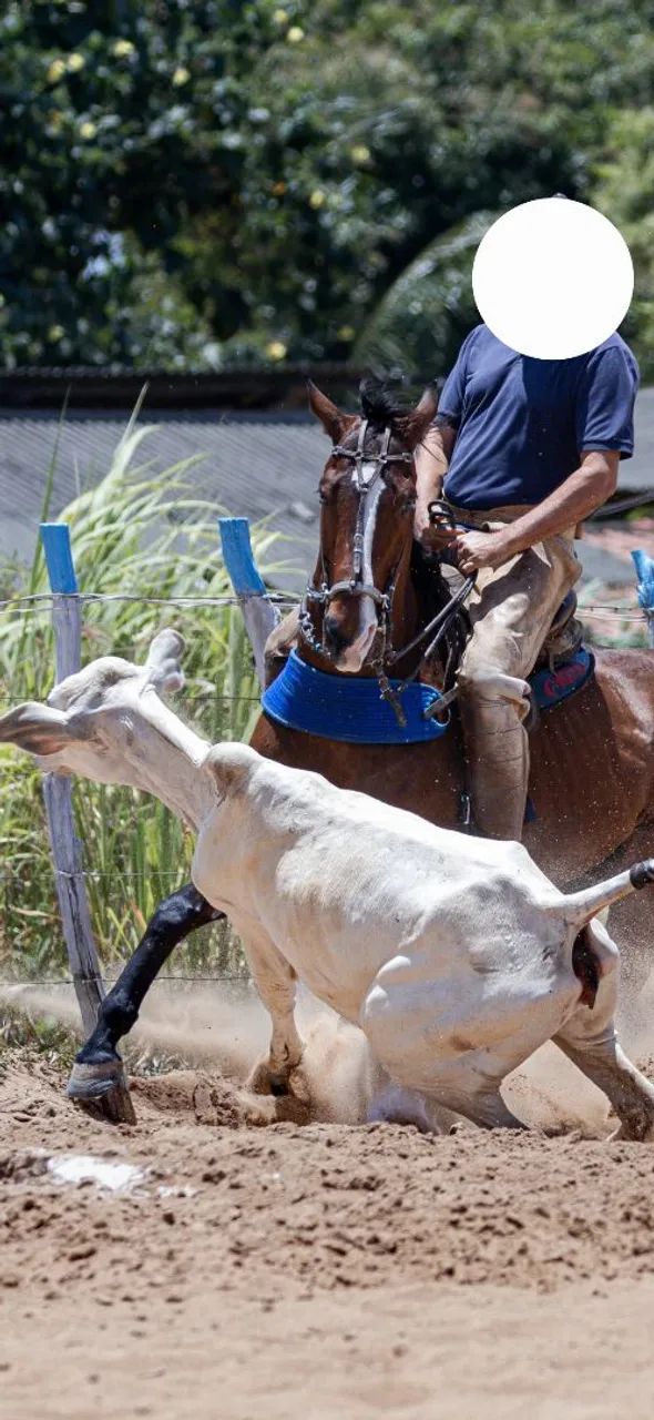 Cavalo para Comércio 