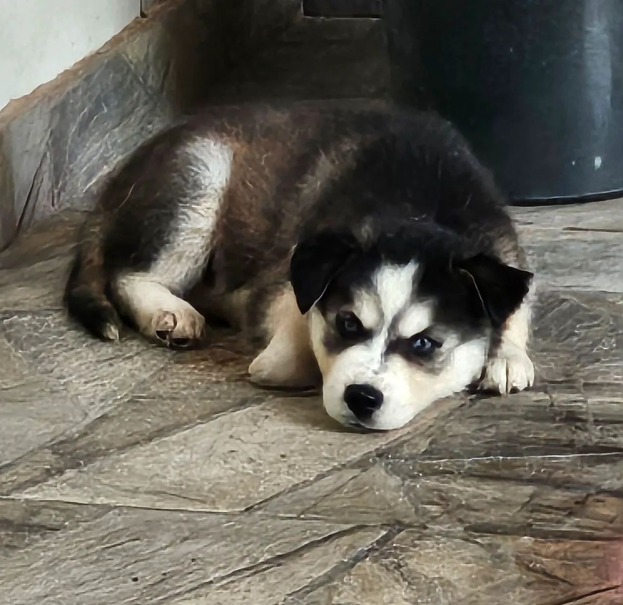 Husky linda - Foto 2