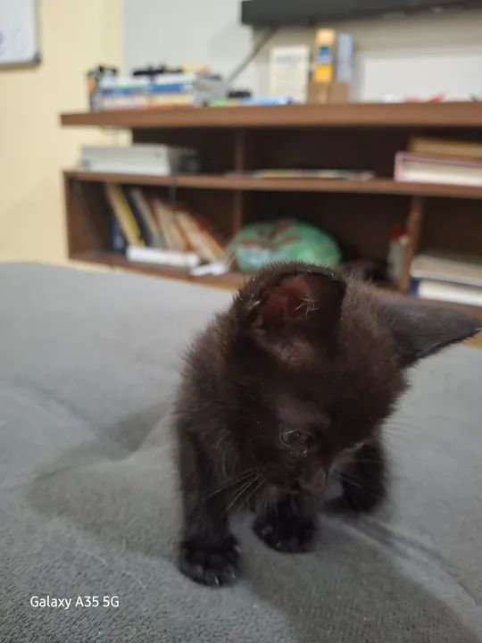 gata fêmea, 1 mês e meio - Foto 4