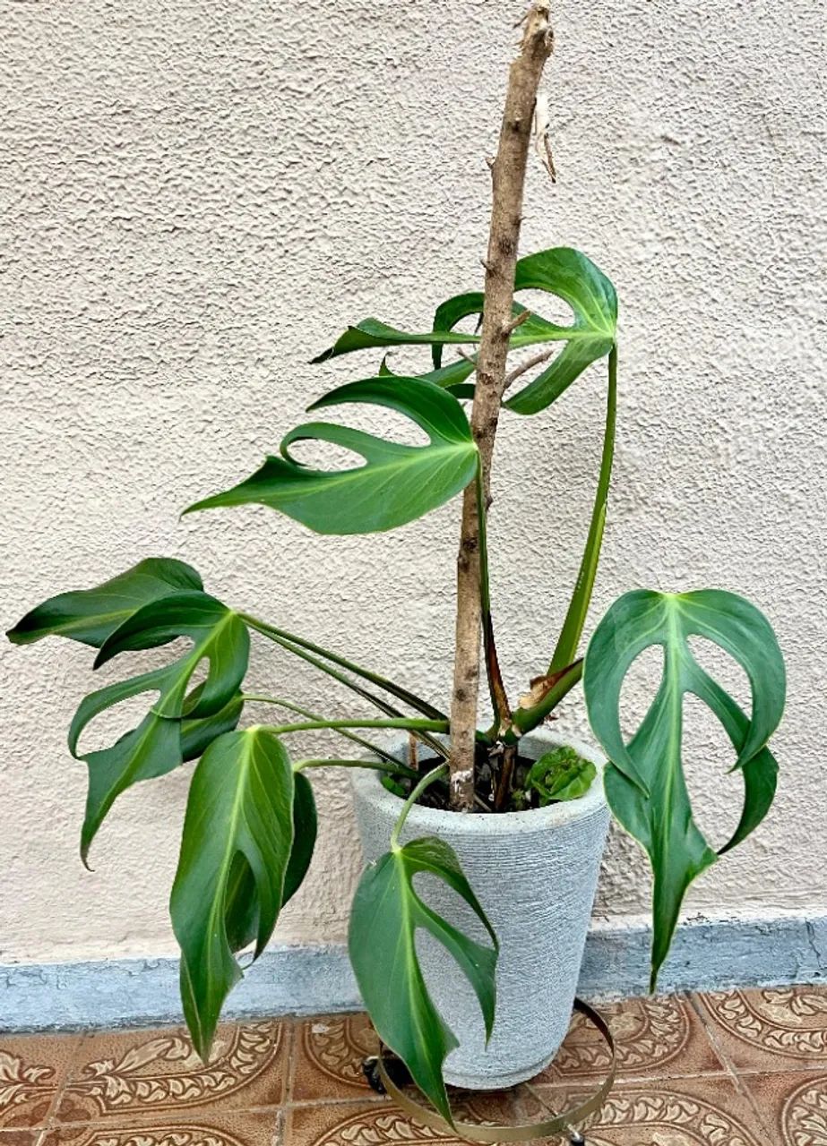 Monstera 'Burle Marx Flame'