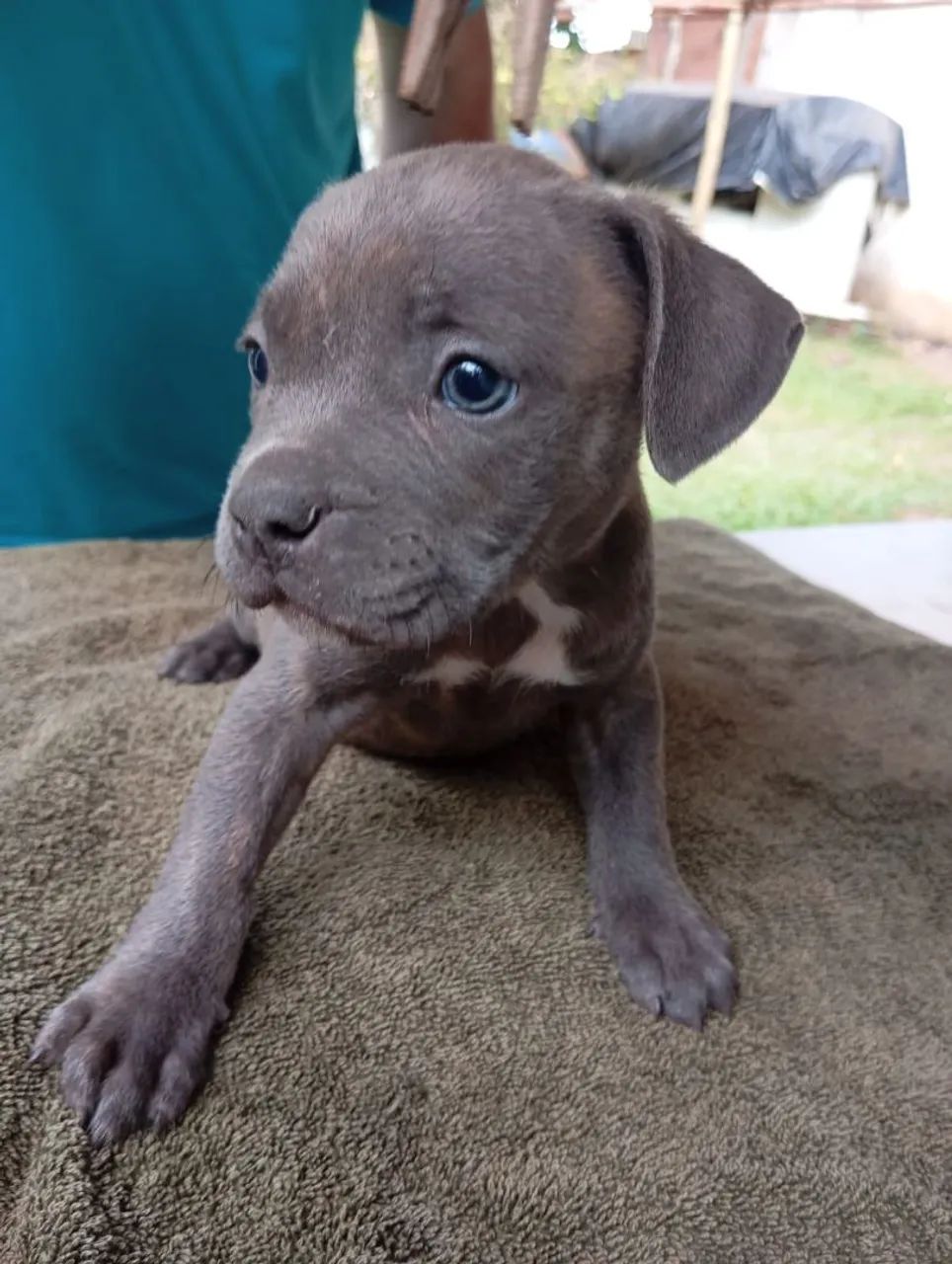 Filhotes de American bully - Foto 2