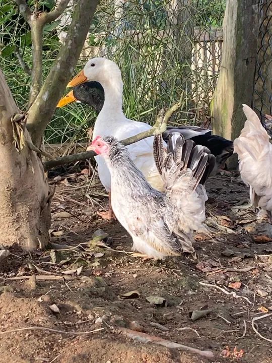 Casal de marrecos  - Foto 3