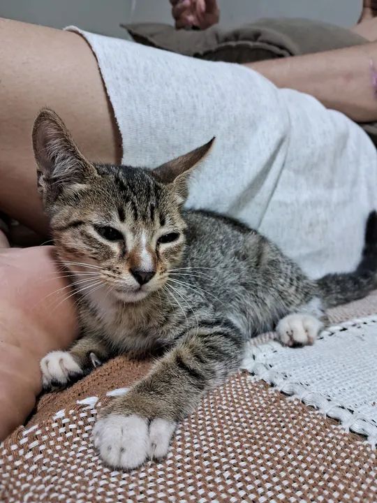 Gatinho adorável para adoção - Foto 2