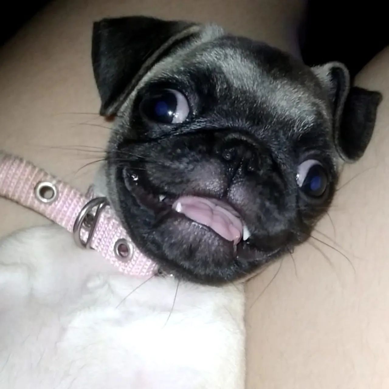 Filhote de Pug para venda - Foto 6