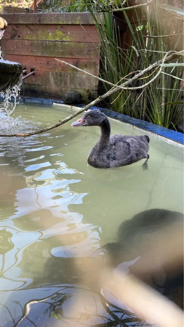 Cisne Negro - Foto 2