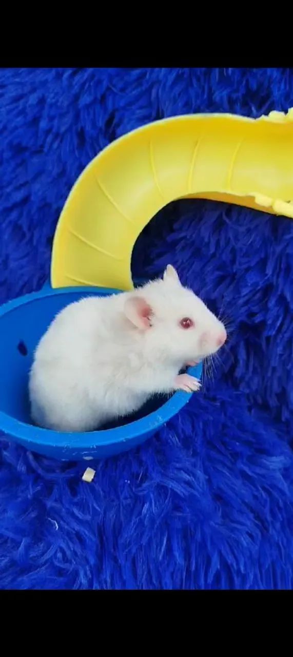 Varias cores de Hamster sírio (ZAP na descrição  - Foto 2