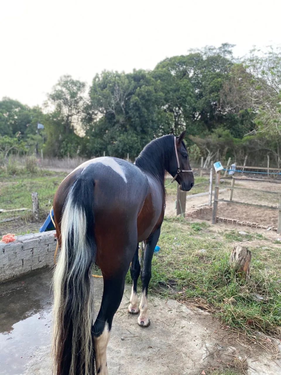 Cavalo mangalarga marchador, registrado! - Foto 5