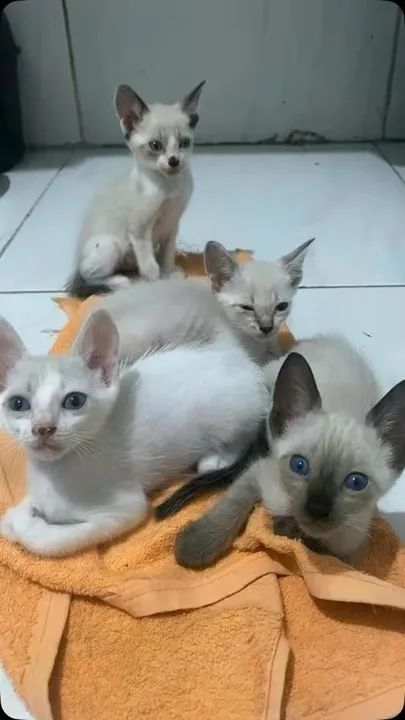 Gatinhos Siamês - Lindos e Carinhosos