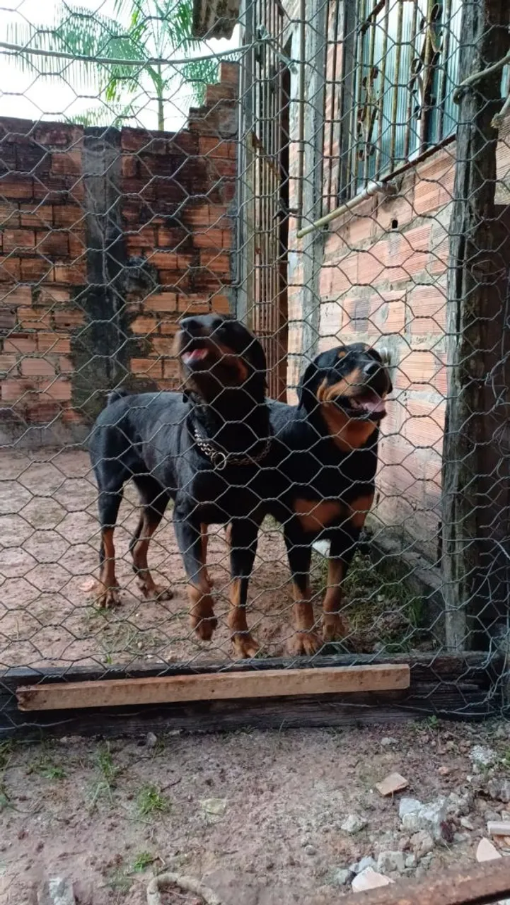 Fêmeas rottweiler