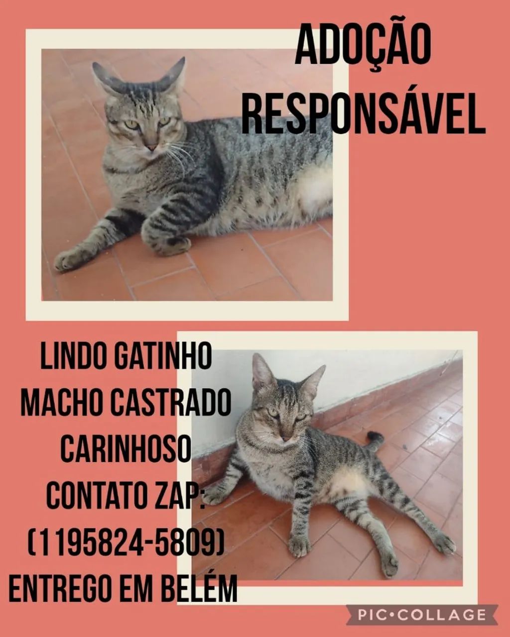 Gatinho Macho Castrado Carinhoso para Adoção