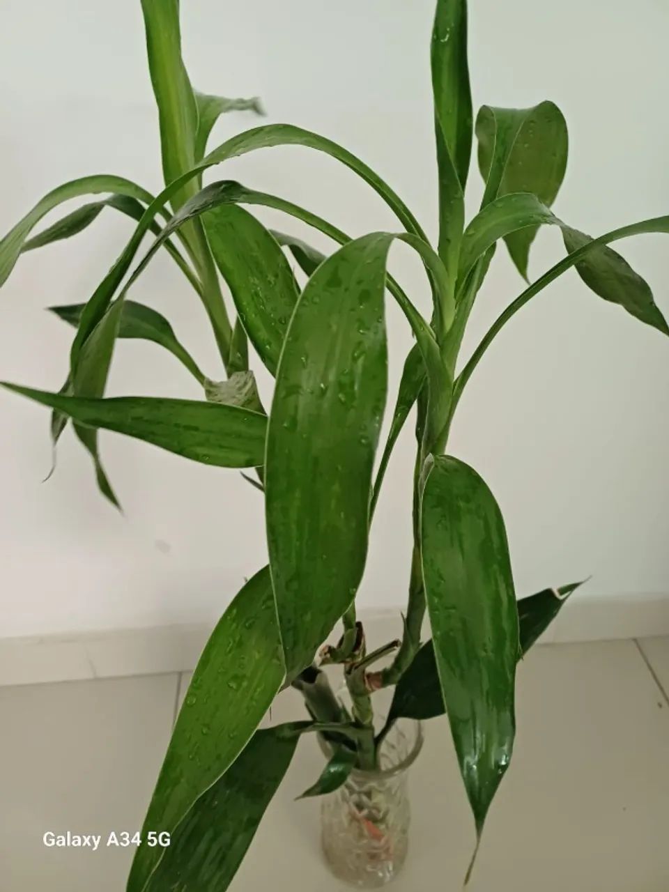 Muda de Bambu chinês