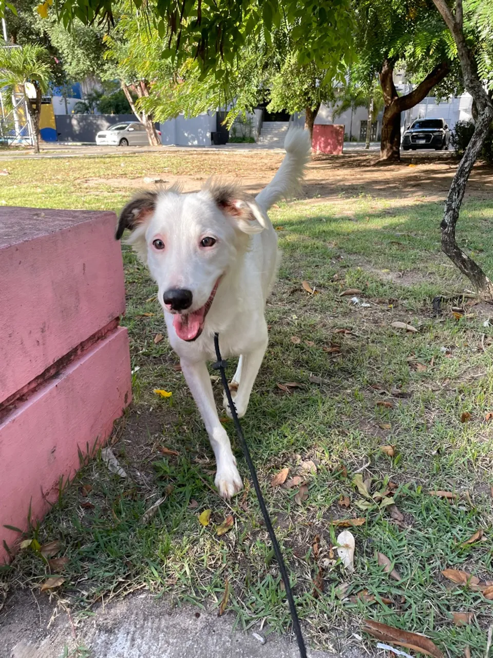 Cãozinho adorável para adoção