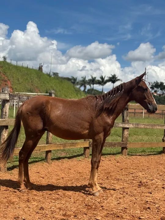 Potro Mangalarga Marchador extra de marcha picada e de genética!