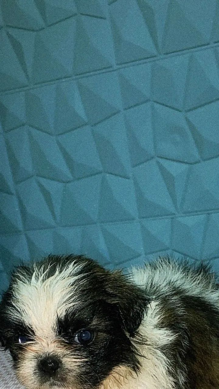 Shih tzu puro 