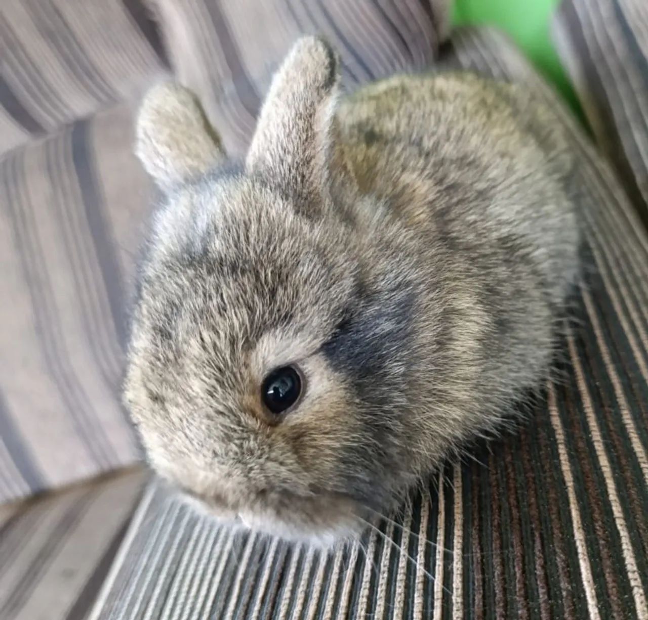 Vende-se Mini coelhos  - Foto 6