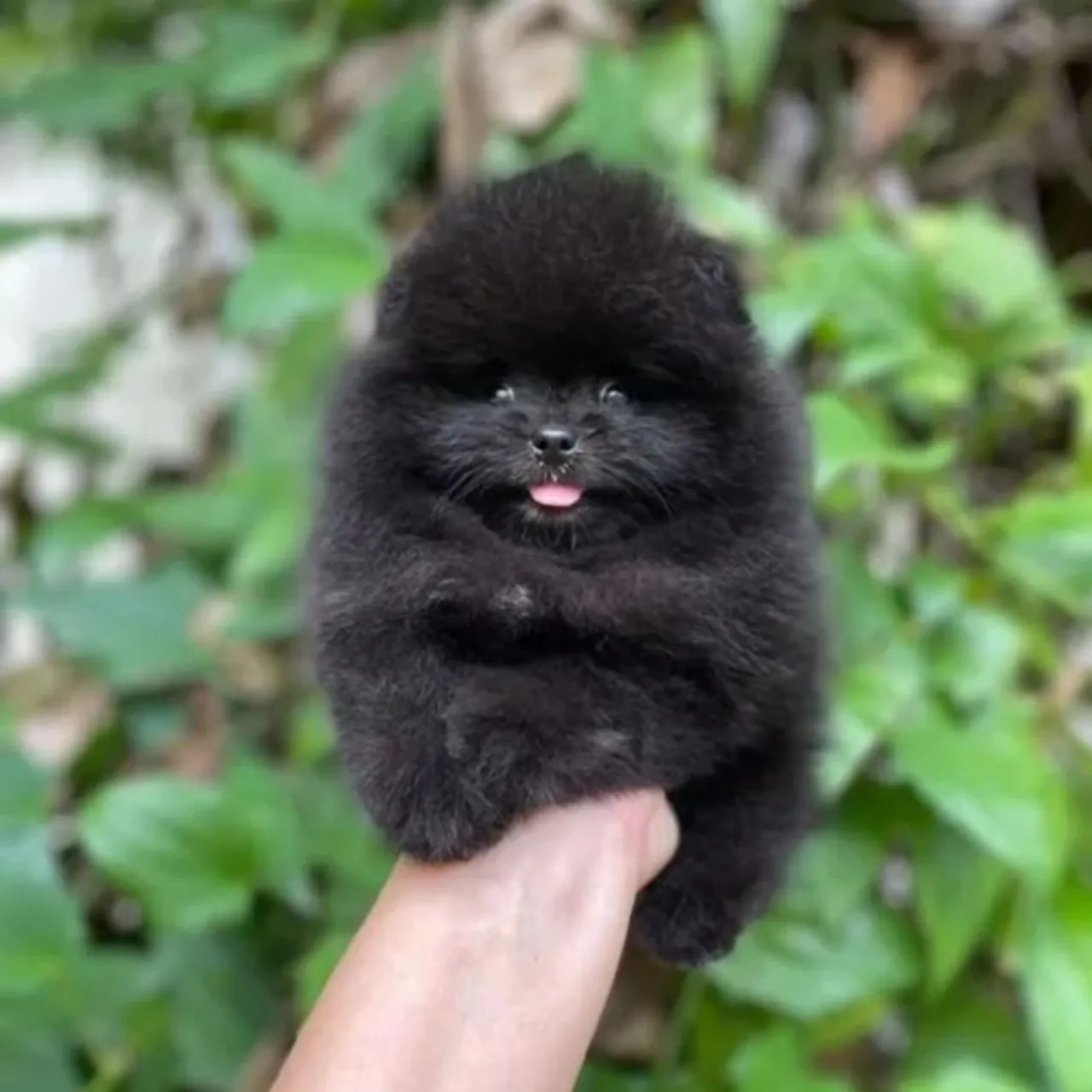 Ursinho Black Minúsculo Lulu da Pomerânia
