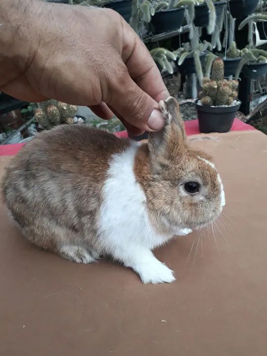 Coelho anão netherland dwarf holandês  - Foto 3
