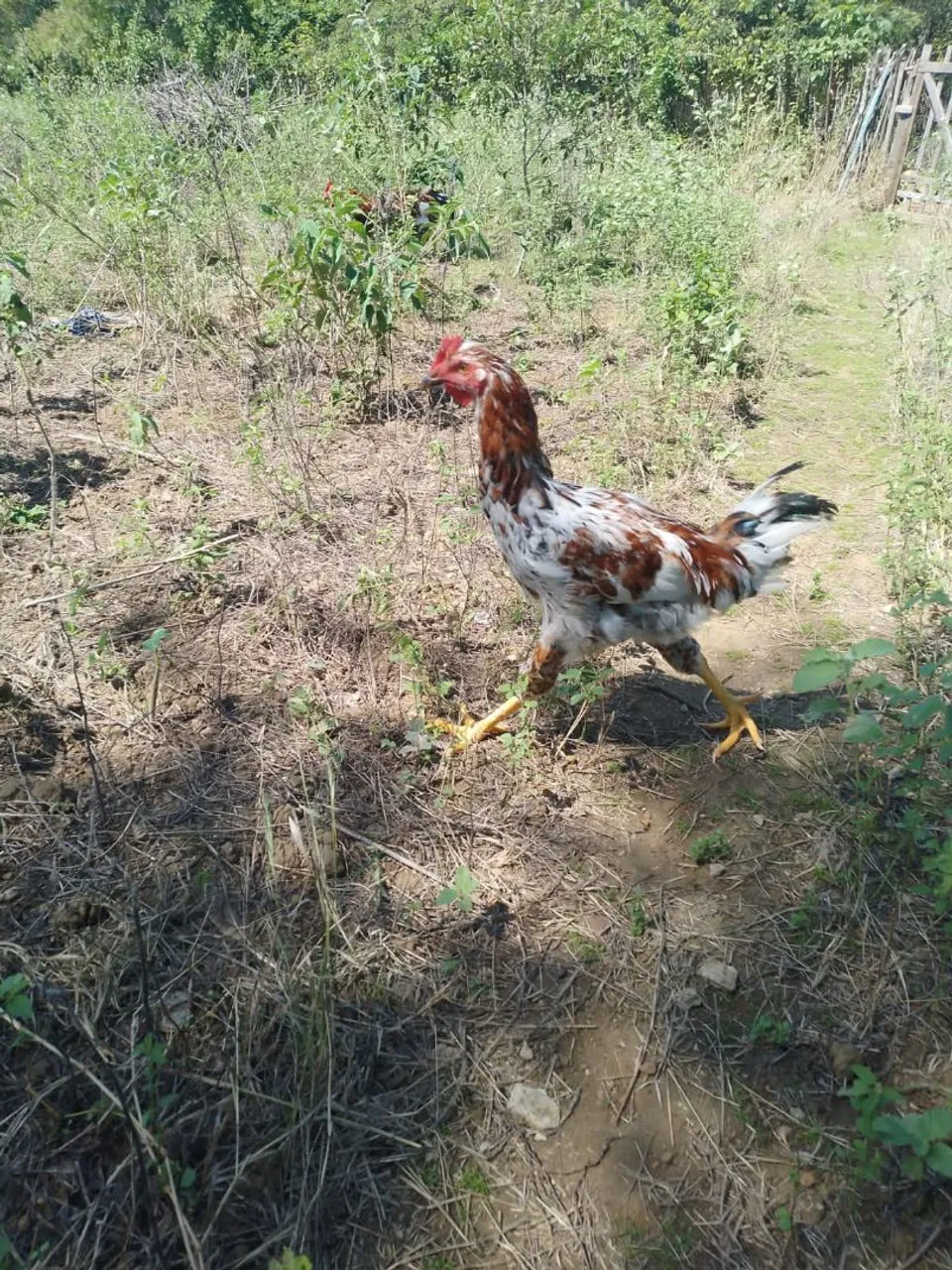 Frango de raça gsb