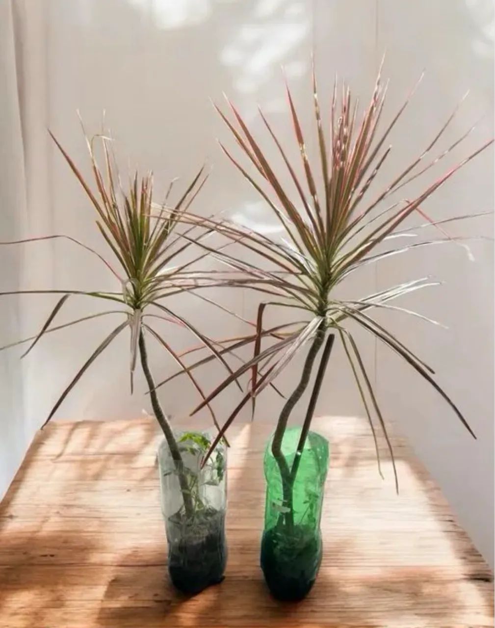 Muda Tricolor (Dracena) - Planta Ornamental Folhagem Colorida - Foto 3