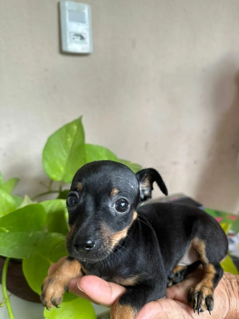 Filhote de pinscher número 1