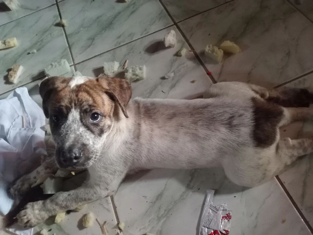 Filhote de cachorro - Foto 2