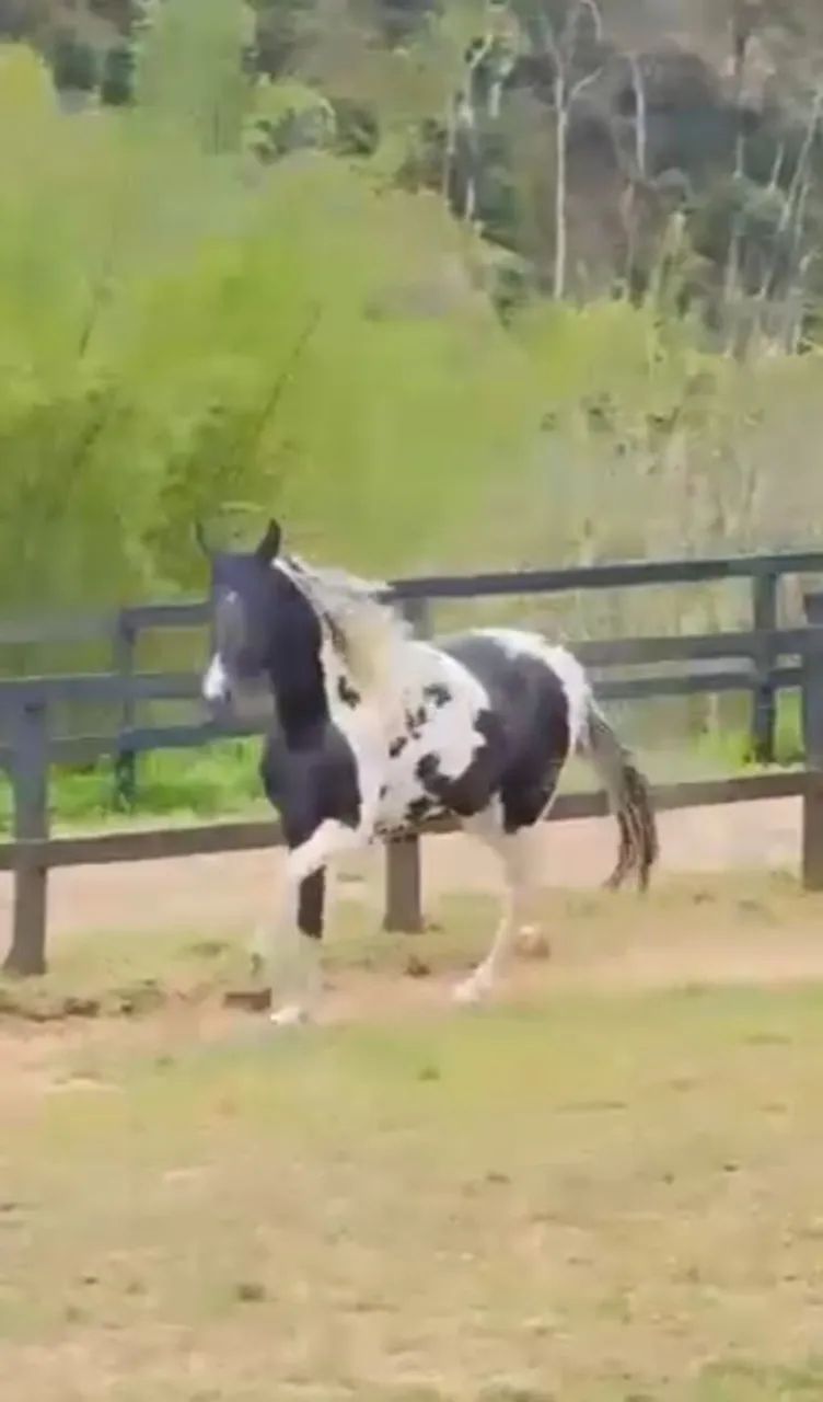 Cavalo Potro Marchador  - Foto 2