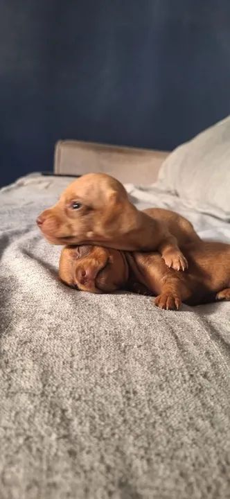 Filhotes de Basset (famoso salsichinha) - Foto 3