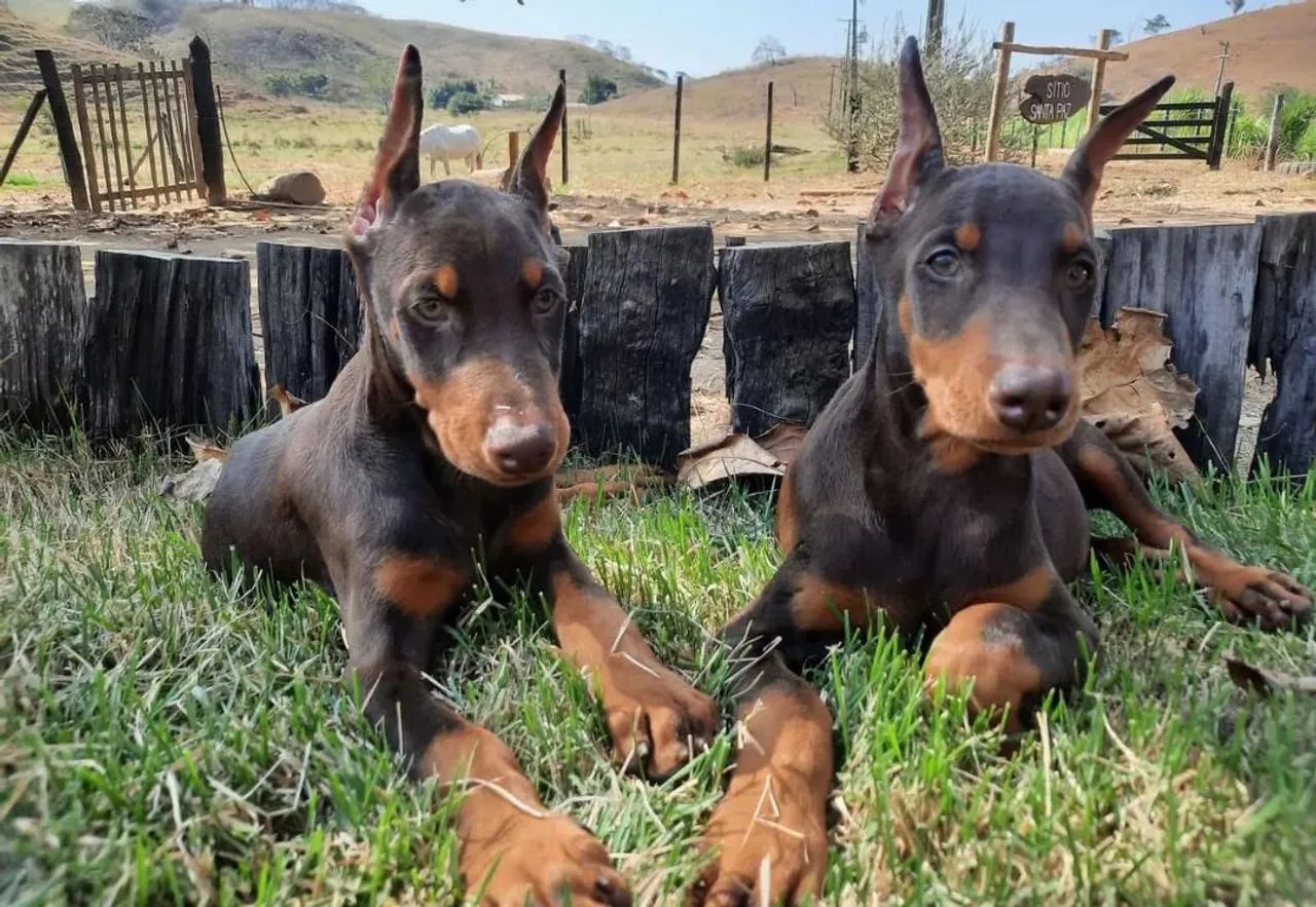 Filhotes de Doberman  - Foto 5