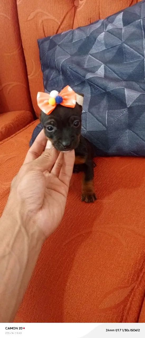 Filhote de cachorro femia  - Foto 2