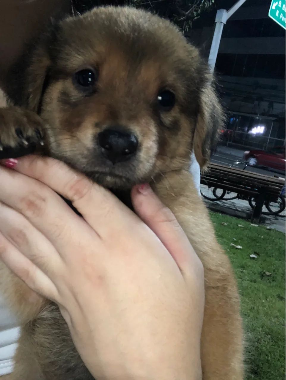 Doando filhotes de chow chow misturado com pastor alemão  - Foto 2