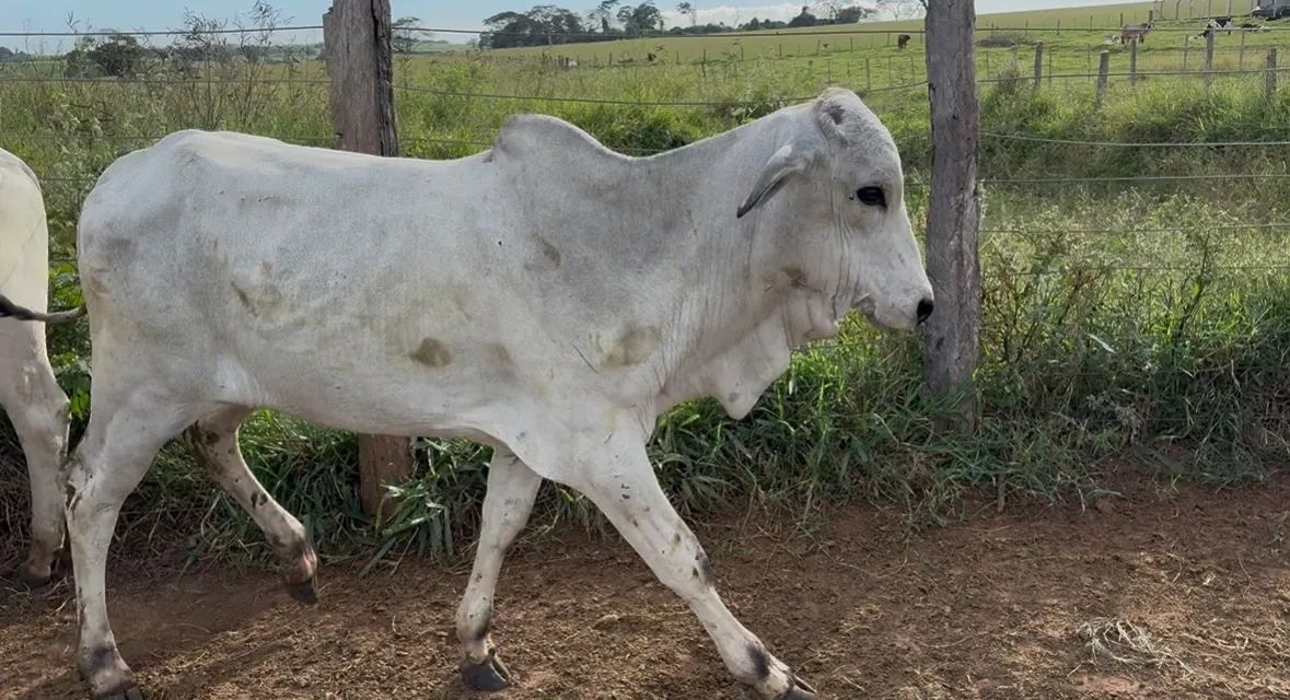 11 garrote bao nelore e anelorado